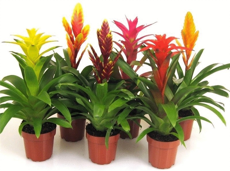 Guzmania уход в домашних условиях Guzmania уход в домашних условиях