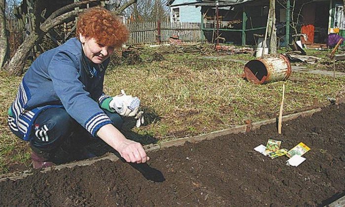 Циния из семян посадка и уход Циния из семян посадка и уход