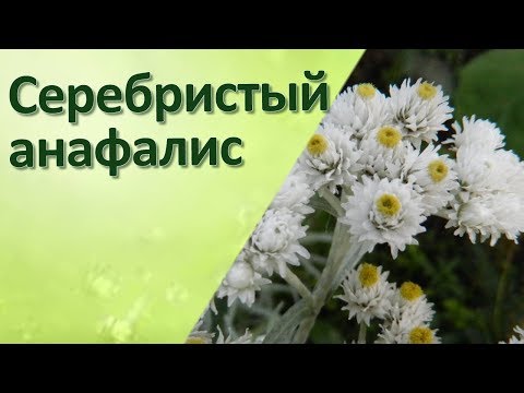 Клумба с серебристыми и белыми цветами Анафалис