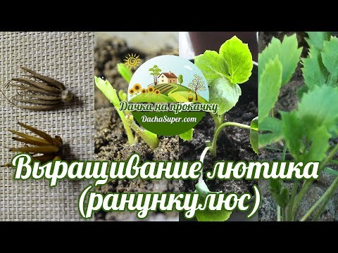 Как вырастить лютики (ранункулюс)