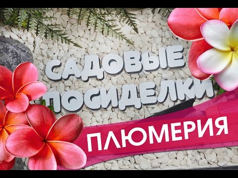 Плюмерия - секреты ухода и выращивания в домашних условиях. Проверенные способы укоренения.