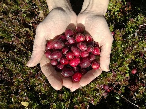 Урожайность клюквы . Сравнение сортов .