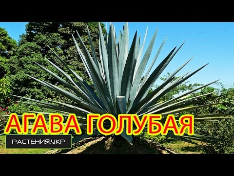 Агава голубая / Агава посадка и уход