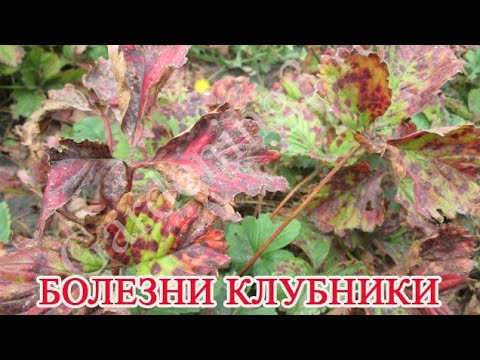 🍓Бурая пятнистость листьев клубники Болезни клубники фото и их лечение Обработка листьев клубники