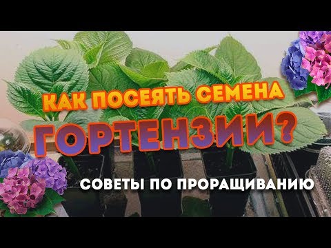 Как посеять семена Гортензии? Особенности выращивания!