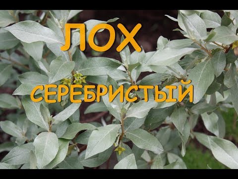 Лох серебристый: описание, уход и применение