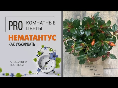 Нематантус - выращивание, размножение и уход в домашних условиях, фото - kormstroytorg.ru