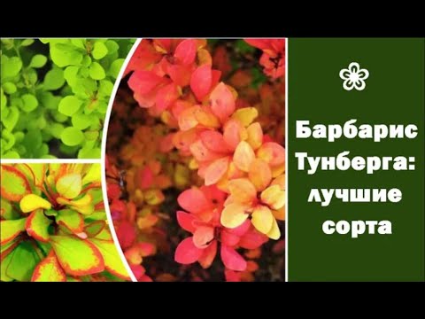 ❀ Барбарис Тунберга: лучшие сорта