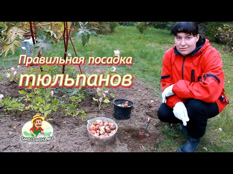 Правильная посадка тюльпанов