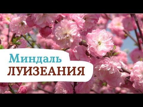 ЛУИЗЕАНИЯ! ПОСАДИТЕ ЭТО НЕМЕДЛЕННО!