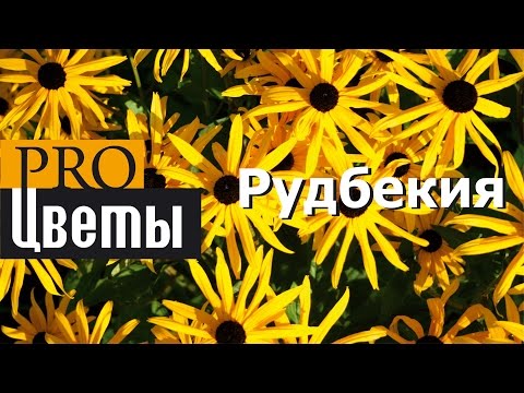 Рудбекия. Описание, выращивание, посадка и уход. Программа PRO Цветы (ПРО Цветы)