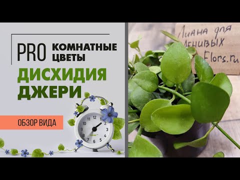 Дисхидия - cуккулент и лиана в одном лице | Редкое в магазинах, но необычайно интересное растение