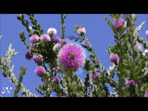 Melaleuca nesophila / Мелалеука островная