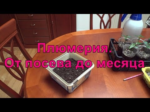 🌺 Плюмерия. От посева до месяца