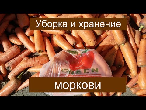 УБОРКА И ХРАНЕНИЕ МОРКОВИ и СВЁКЛЫ ДО СЛЕДУЮЩЕГО УРОЖАЯ!!!