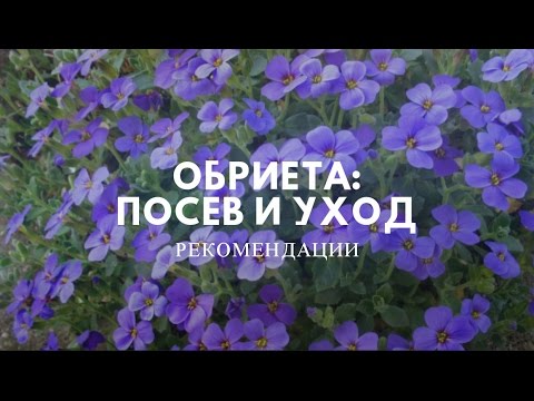 Цветы Обриета. Выращивание через рассаду.