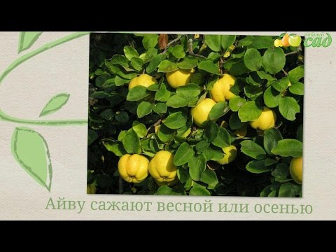 Посадка айвы - как правильно посадить айву