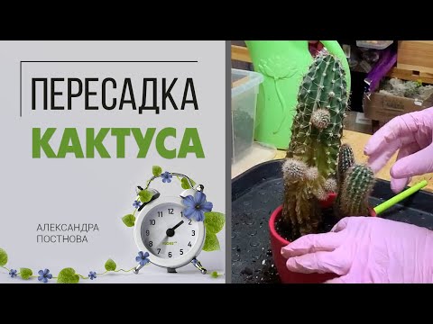 Пересадка кактуса - легко и непринужденно. Не стоит бояться, это не больно)