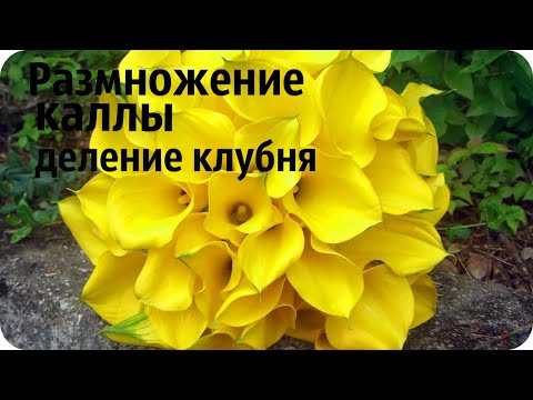 Размножение каллы деление клубня