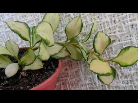 Моя коллекция ХОЙ. Комнатные растения