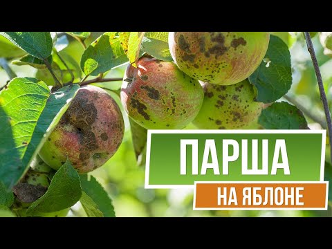 Осторожно! Парша на Яблоне 🍏 Как Лечить Болезни Яблонь ✔️ сад