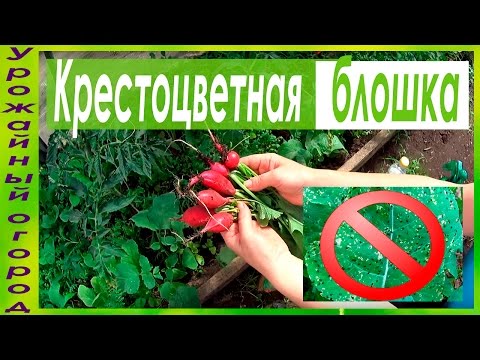 СУПЕР СРЕДСТВА ОТ КРЕСТОЦВЕТНОЙ БЛОШКИ!!!