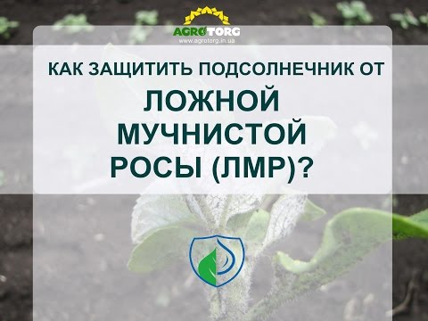 Ложная мучнистая роса на подсолнечнике - борьба протравителем семян Фаер