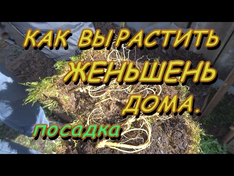 КАК ВЫРАСТИТЬ ЖЕНЬШЕНЬ ДОМА.Посадка.