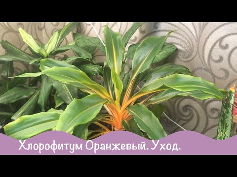 Комнатные растения. Хлорофитум оранжевый. Уход и содержание.