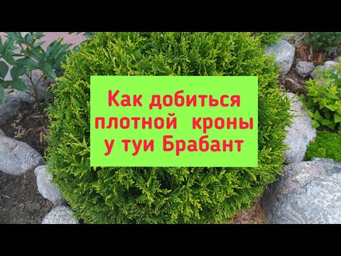 Как добиться плотной кроны у туи Брабант