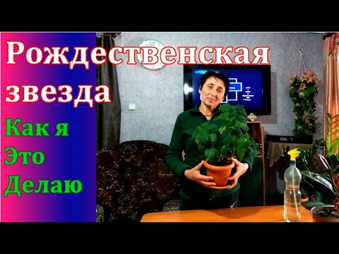 Что делать если ПУАНСЕТТИЯ (РОЖДЕСТВЕНСКАЯ ЗВЕЗДА) не цветёт Мой личный опыт !!!