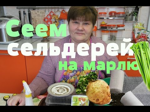 Сеем сельдерей на марлю.Отличный результат! (21.02.16 г.)