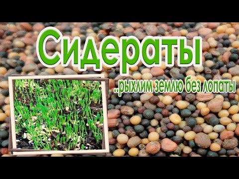 КАК БЫСТРО УЛУЧШИТЬ ПОЧВУ БЕЗ ПЕРЕКОПКИ? СЕЕМ СИДЕРАТЫ!!