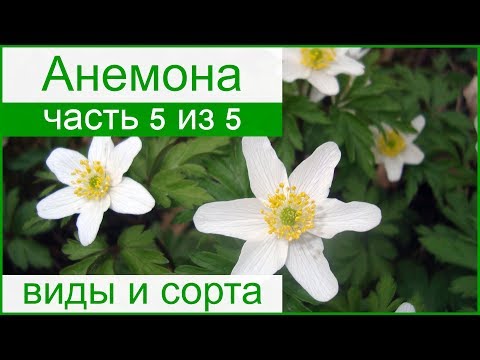 🌼 Виды и сорта анемон для сада