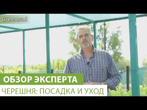 Черешня: посадка и уход