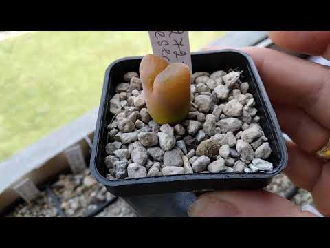 Конофитумы.Коллекция офтальмофилумов.Цветение.Виды.CONOPHYTUM