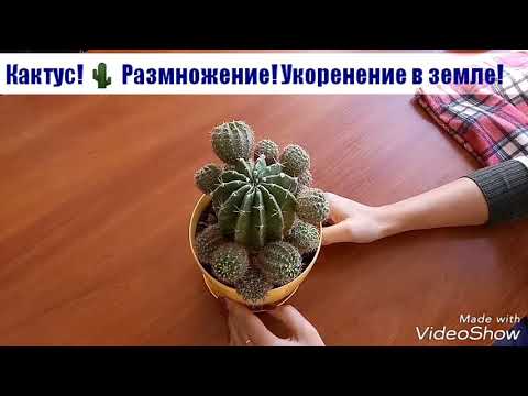 Кактус. Размножение. Укоренение в земле.