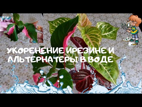 Как я укореняла черенки ирезине и альтернатеры в воде.Такие неудачи бывают и у опытных цветоводов