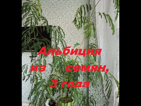 Альбиция из семян, 3 года спустя.