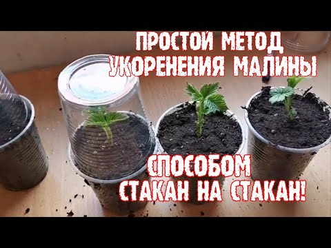 &quot;Простейший способ укоренения малины&quot;, /Размножение малины ремонтантной/!