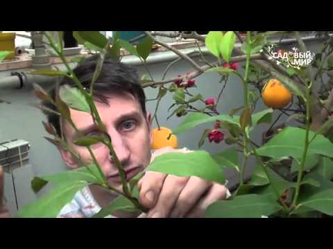 Как формировать комнатный лимон и другие цитрусовые
