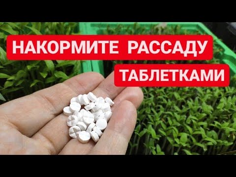 ЧЕРНАЯ НОЖКА на рассаде. Одна таблетка и чёрной ножки не будет