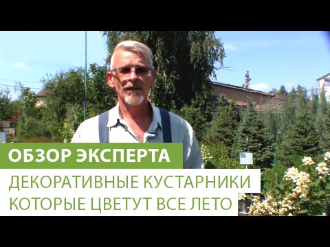 Кустарники цветущие все лето многолетние и зимостойкие – описание видов с фото