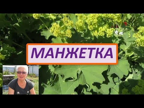 Манжетка обыкновенная и манжетка мягкая. Декоративный и лечебный многолетник