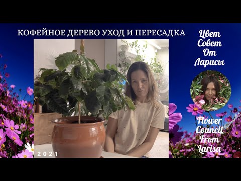 КОФЕЙНОЕ ДЕРЕВО УХОД И ПЕРЕСАДКА