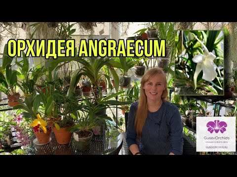 Орхидея Angraecum