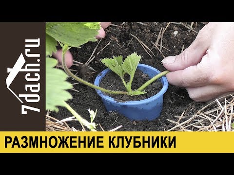 Размножение клубники (садовой земляники) усами - 7 дач