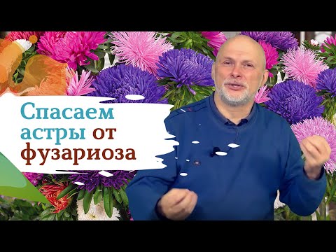 Как избавиться от фузариоза на астрах?