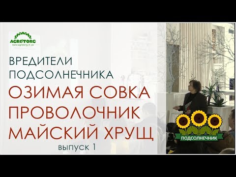 Вредители подсолнечника озимая совка, проволочник, майский хрущ. Ч.1