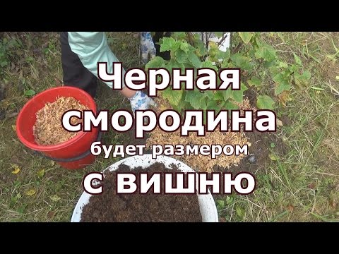 Уход за черной смородиной осенью, рыхление, нужная подкормка, обрезка, мульчирование, черенкование